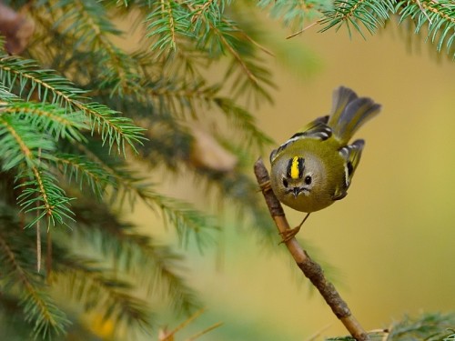 Mysikrólik (ang. Goldcrest, łac. Regulus regulus) - 2188- Fotografia Przyrodnicza - WlodekSmardz.pl