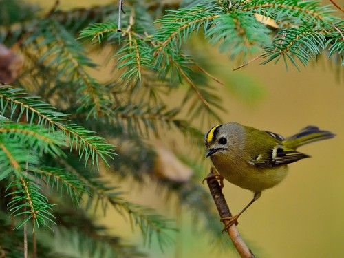 Mysikrólik (ang. Goldcrest, łac. Regulus regulus) - 2198- Fotografia Przyrodnicza - WlodekSmardz.pl