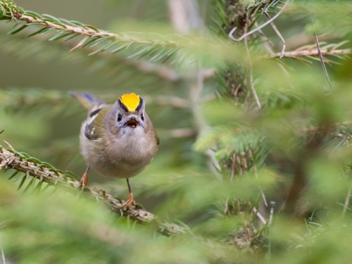 Mysikrólik (ang. Goldcrest, łac. Regulus regulus) - 7952- Fotografia Przyrodnicza - WlodekSmardz.pl