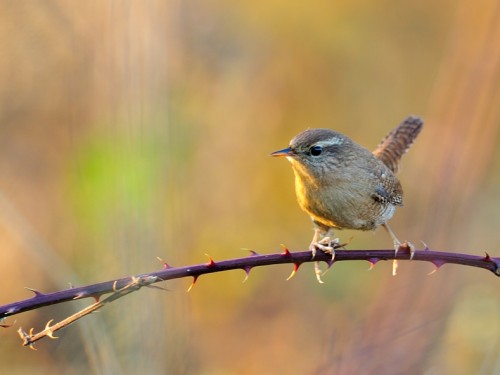 Strzyżyk (ang. Eurasian Wren, łac. Troglodytes troglodytes) - 1130- Fotografia Przyrodnicza - WlodekSmardz.pl