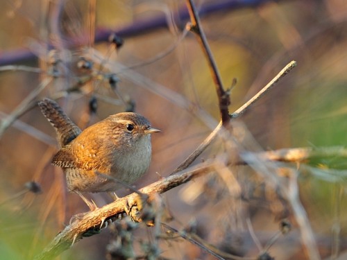 Strzyżyk (ang. Eurasian Wren, łac. Troglodytes troglodytes) - 1095- Fotografia Przyrodnicza - WlodekSmardz.pl