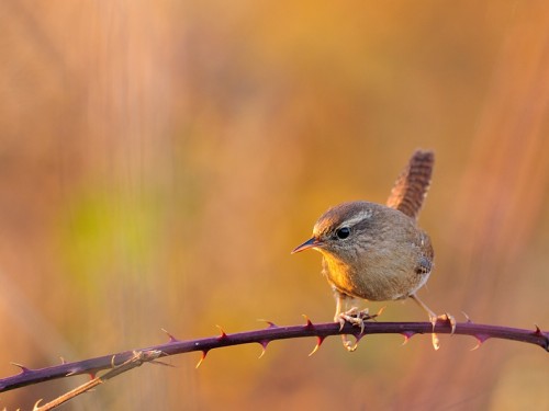 Strzyżyk (ang. Eurasian Wren, łac. Troglodytes troglodytes) - 1086- Fotografia Przyrodnicza - WlodekSmardz.pl