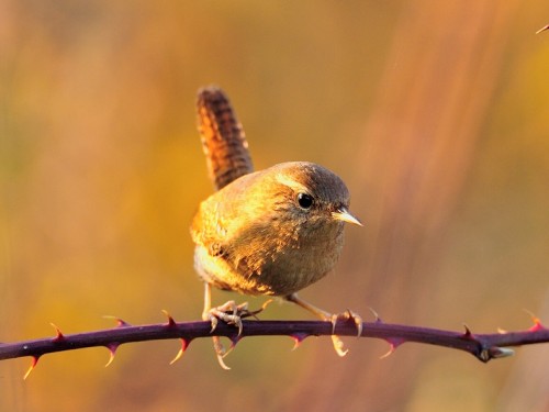 Strzyżyk (ang. Eurasian Wren, łac. Troglodytes troglodytes) - 1089- Fotografia Przyrodnicza - WlodekSmardz.pl