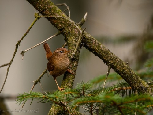 Strzyżyk (ang. Eurasian Wren, łac. Troglodytes troglodytes) - 0028- Fotografia Przyrodnicza - WlodekSmardz.pl