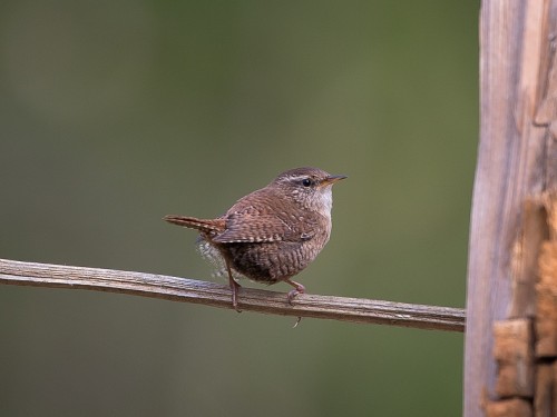 Strzyżyk (ang. Eurasian Wren, łac. Troglodytes troglodytes) - 0197- Fotografia Przyrodnicza - WlodekSmardz.pl