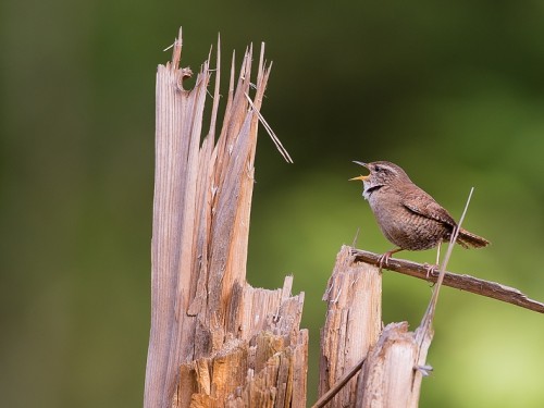 Strzyżyk (ang. Eurasian Wren, łac. Troglodytes troglodytes) - 0160- Fotografia Przyrodnicza - WlodekSmardz.pl