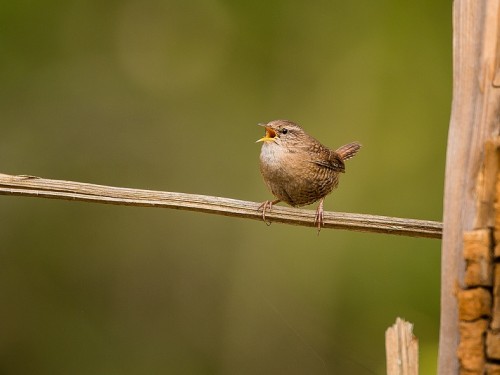 Strzyżyk (ang. Eurasian Wren, łac. Troglodytes troglodytes) - 0171- Fotografia Przyrodnicza - WlodekSmardz.pl