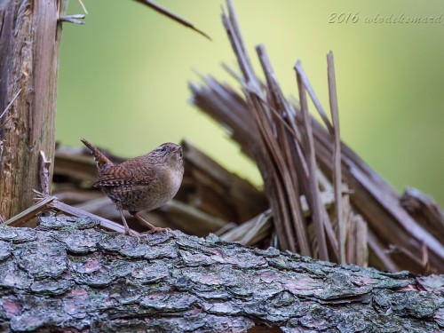 Strzyżyk (ang. Eurasian Wren, łac. Troglodytes troglodytes) - 5449- Fotografia Przyrodnicza - WlodekSmardz.pl