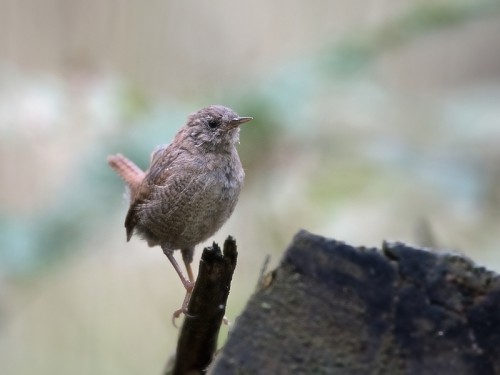 Strzyżyk (ang. Eurasian Wren, łac. Troglodytes troglodytes) - 0465- Fotografia Przyrodnicza - WlodekSmardz.pl