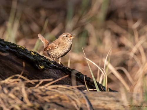 Strzyżyk (ang. Eurasian Wren, łac. Troglodytes troglodytes) - 0766- Fotografia Przyrodnicza - WlodekSmardz.pl