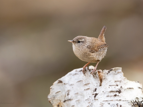 Strzyżyk (ang. Eurasian Wren, łac. Troglodytes troglodytes) - 3938- Fotografia Przyrodnicza - WlodekSmardz.pl