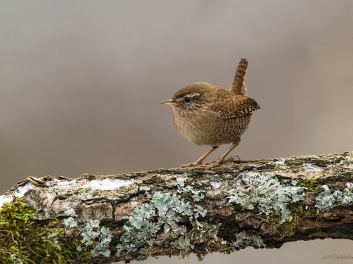 Strzyżyk (ang. Eurasian Wren, łac. Troglodytes troglodytes) - 0187- Fotografia Przyrodnicza - WlodekSmardz.pl