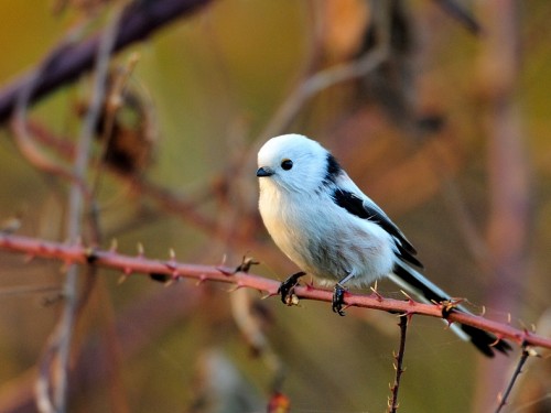 Raniuszek (ang. Long-tailed tit, łac. Aegithalos caudatus)- Fotografia Przyrodnicza - WlodekSmardz.pl