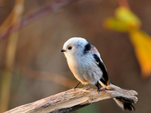 Raniuszek (ang. Long-tailed tit, łac. Aegithalos caudatus)- Fotografia Przyrodnicza - WlodekSmardz.pl