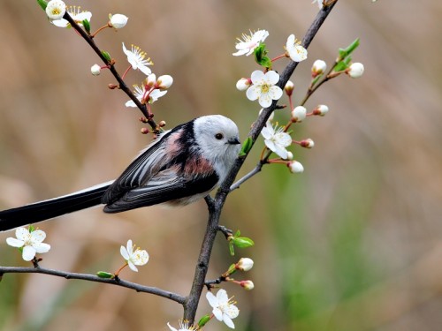 Raniuszek (ang. Long-tailed tit, łac. Aegithalos caudatus) - 3743- Fotografia Przyrodnicza - WlodekSmardz.pl