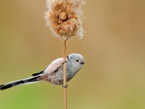 Raniuszek (ang. Long-tailed tit, łac. Aegithalos caudatus) - 3823- Fotografia Przyrodnicza - WlodekSmardz.pl