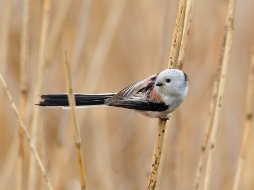 Raniuszek (ang. Long-tailed tit, łac. Aegithalos caudatus) - 3723- Fotografia Przyrodnicza - WlodekSmardz.pl