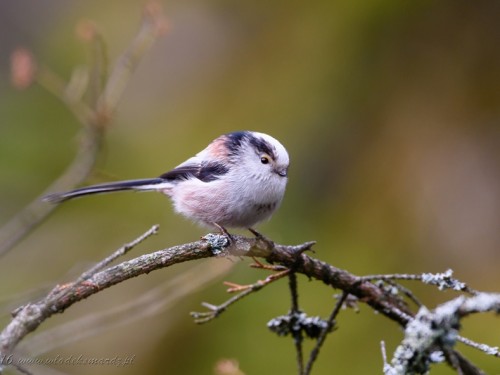 Raniuszek (ang. Long-tailed tit, łac. Aegithalos caudatus) - 3548- Fotografia Przyrodnicza - WlodekSmardz.pl