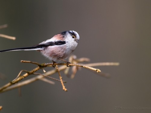 Raniuszek (ang. Long-tailed tit, łac. Aegithalos caudatus) - 3510- Fotografia Przyrodnicza - WlodekSmardz.pl
