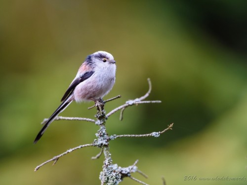 Raniuszek (ang. Long-tailed tit, łac. Aegithalos caudatus) - 3570- Fotografia Przyrodnicza - WlodekSmardz.pl