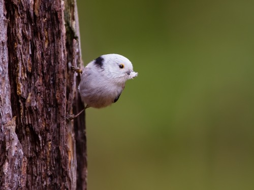 Raniuszek (ang. Long-tailed tit, łac. Aegithalos caudatus) - 0077- Fotografia Przyrodnicza - WlodekSmardz.pl