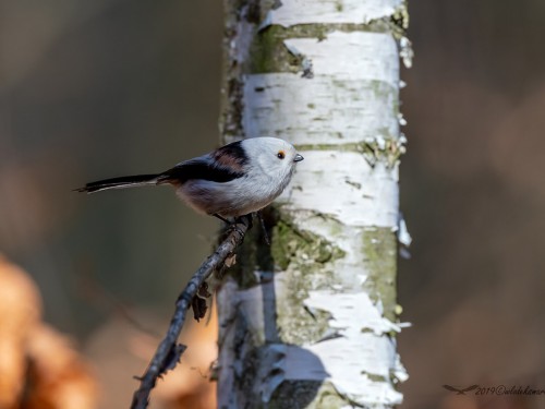 Raniuszek (ang. Long-tailed tit, łac. Aegithalos caudatus) - 2836 - Fotografia Przyrodnicza - WlodekSmardz.pl