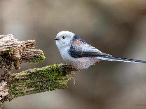 Raniuszek (ang. Long-tailed tit, łac. Aegithalos caudatus) - 2065 - Fotografia Przyrodnicza - WlodekSmardz.pl