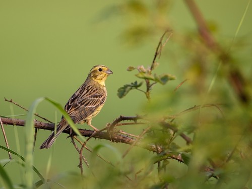 Trznadel (ang. Yellowhammer, łac. Emberiza citrinella) - 1985- Fotografia Przyrodnicza - WlodekSmardz.pl