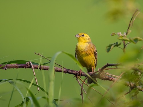 Trznadel (ang. Yellowhammer, łac. Emberiza citrinella) - 1979- Fotografia Przyrodnicza - WlodekSmardz.pl