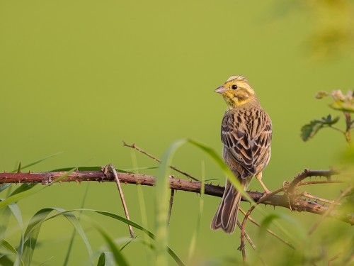 Trznadel (ang. Yellowhammer, łac. Emberiza citrinella) - 2002- Fotografia Przyrodnicza - WlodekSmardz.pl