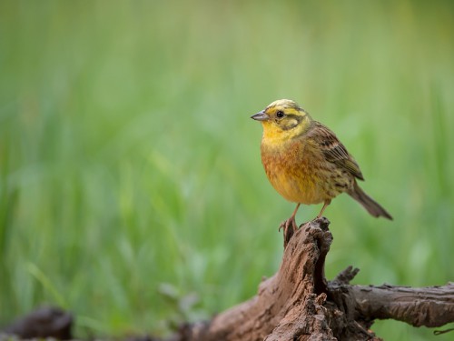 Trznadel (ang. Yellowhammer, łac. Emberiza citrinella) - 3415- Fotografia Przyrodnicza - WlodekSmardz.pl