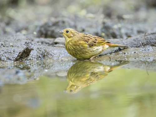 Trznadel (ang. Yellowhammer, łac. Emberiza citrinella) - 4907- Fotografia Przyrodnicza - WlodekSmardz.pl