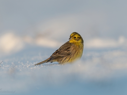 Trznadel (ang. Yellowhammer, łac. Emberiza citrinella) - 1203- Fotografia Przyrodnicza - WlodekSmardz.pl