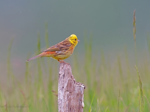 Trznadel (ang. Yellowhammer, łac. Emberiza citrinella) - 9630- Fotografia Przyrodnicza - WlodekSmardz.pl