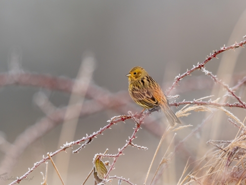 Trznadel (ang. Yellowhammer, łac. Emberiza citrinella) - 0875- Fotografia Przyrodnicza - WlodekSmardz.pl