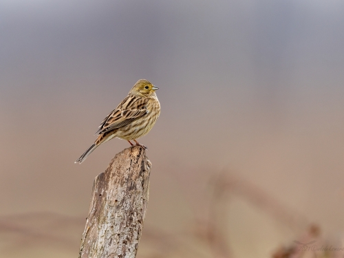 Trznadel (ang. Yellowhammer, łac. Emberiza citrinella) - 1320- Fotografia Przyrodnicza - WlodekSmardz.pl