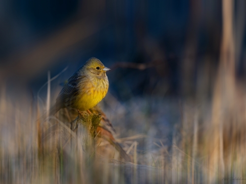 Trznadel (ang. Yellowhammer, łac. Emberiza citrinella) - 2837- Fotografia Przyrodnicza - WlodekSmardz.pl