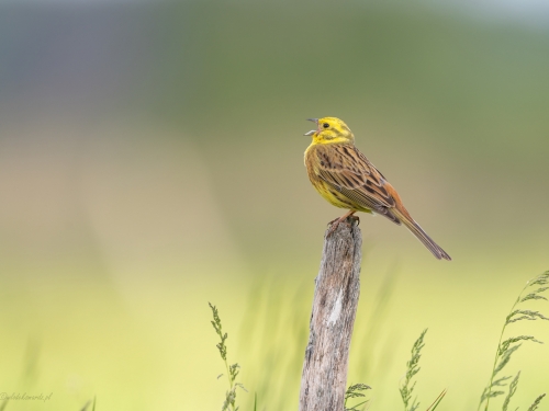 Trznadel (ang. Yellowhammer, łac. Emberiza citrinella) - 6237- Fotografia Przyrodnicza - WlodekSmardz.pl