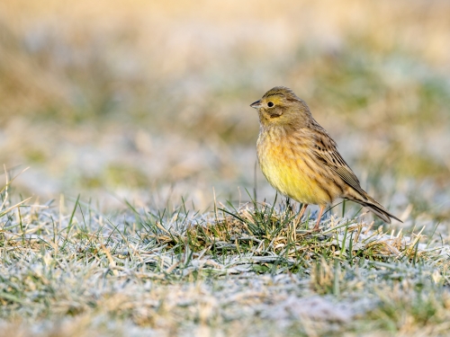 Trznadel (ang. Yellowhammer, łac. Emberiza citrinella) - 0801- Fotografia Przyrodnicza - WlodekSmardz.pl