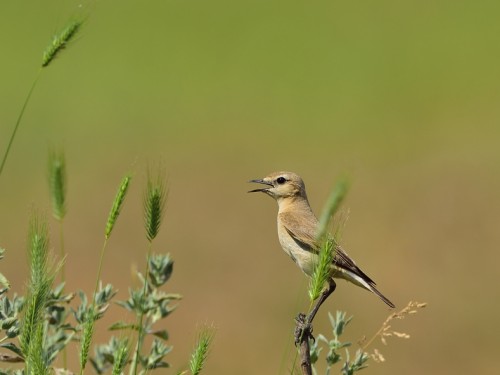 Białorzytka płowa (ang. Isabelline Wheatear, łac. Oenanthe isabellina) - 4401 - Fotografia Przyrodnicza - WlodekSmardz.pl