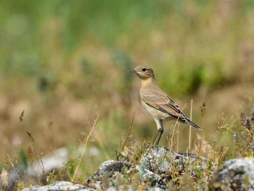 Białorzytka płowa (ang. Isabelline Wheatear, łac. Oenanthe isabellina) - 4369 - Fotografia Przyrodnicza - WlodekSmardz.pl