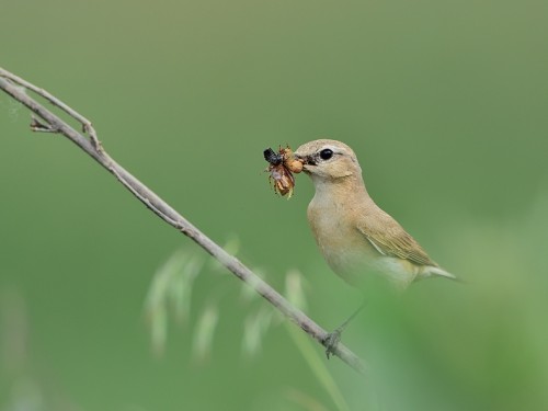 Białorzytka płowa (ang. Isabelline Wheatear, łac. Oenanthe isabellina) - 4484 - Fotografia Przyrodnicza - WlodekSmardz.pl