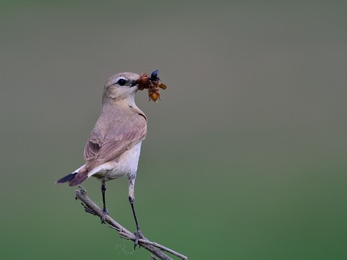 Białorzytka płowa (ang. Isabelline Wheatear, łac. Oenanthe isabellina) - 4501 - Fotografia Przyrodnicza - WlodekSmardz.pl