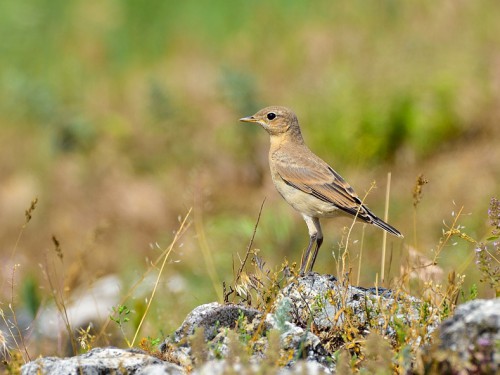 Białorzytka płowa (ang. Isabelline Wheatear, łac. Oenanthe isabellina) - 4376 - Fotografia Przyrodnicza - WlodekSmardz.pl