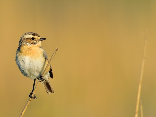 Pokląskwa (ang. Whinchat, łac. Saxicola rubetra) - 0209- Fotografia Przyrodnicza - WlodekSmardz.pl