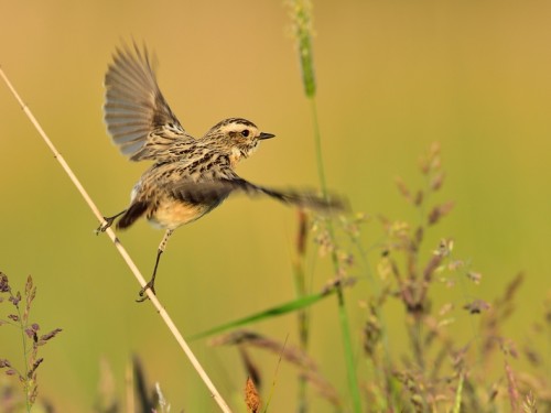 Pokląskwa (ang. Whinchat, łac. Saxicola rubetra) - 0131- Fotografia Przyrodnicza - WlodekSmardz.pl