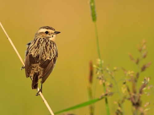 Pokląskwa (ang. Whinchat, łac. Saxicola rubetra) - 0130- Fotografia Przyrodnicza - WlodekSmardz.pl