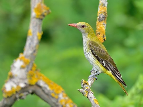 Wilga (ang. Eurasian Golden-Oriole, łac. Oriolus oriolus) - 1383- Fotografia Przyrodnicza - WlodekSmardz.pl