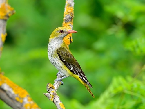 Wilga (ang. Eurasian Golden-Oriole, łac. Oriolus oriolus) - 1399- Fotografia Przyrodnicza - WlodekSmardz.pl