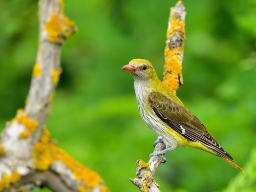 Wilga (ang. Eurasian Golden-Oriole, łac. Oriolus oriolus) - 1402- Fotografia Przyrodnicza - WlodekSmardz.pl